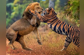 Ultimate Animal Showdown: Lion vs. Tiger | Battle of the Big Cats