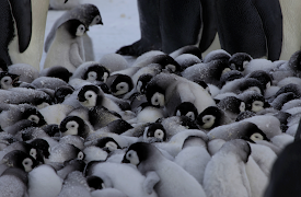 Penguins: Spy in the Huddle: Growing Up