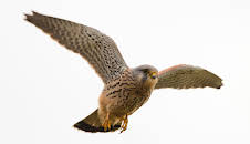 Turmfalken - Jäger der Großstadt