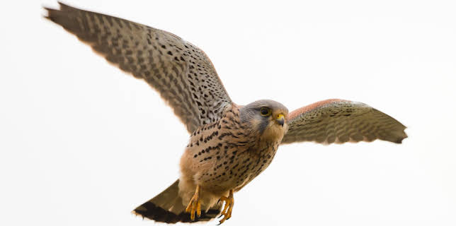 14:20: Turmfalken - Jäger der Großstadt | 3SAT | 12/12 2025