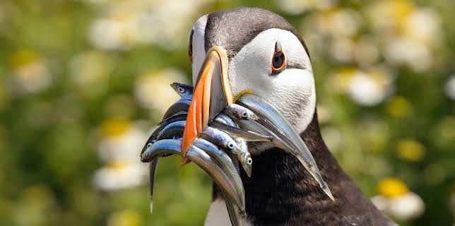 16:30: Wales - Großbritanniens wilder Westen | WDR Fernsehen | 12/7 2025