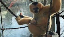 Giraffe, Erdmännchen & Co. (170)