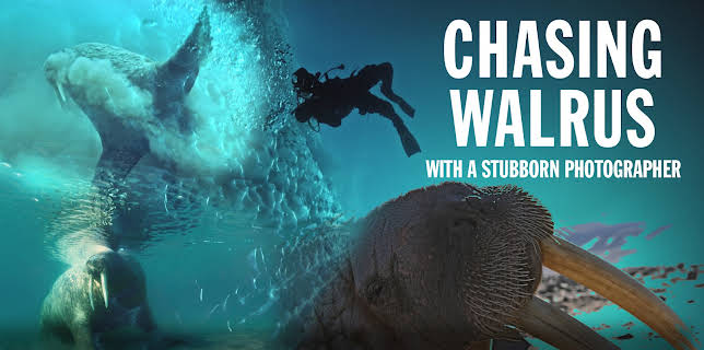 Chasing Walrus (With a Stubborn Photographer) (2023)
