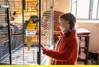 00:00: Kommt ein Vogel geflogen | 3SAT | 8/16 2026