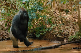 Big Beasts: The Gorilla