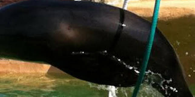 15:00: Animales en familia | Andalucía TV | 12/10 2025