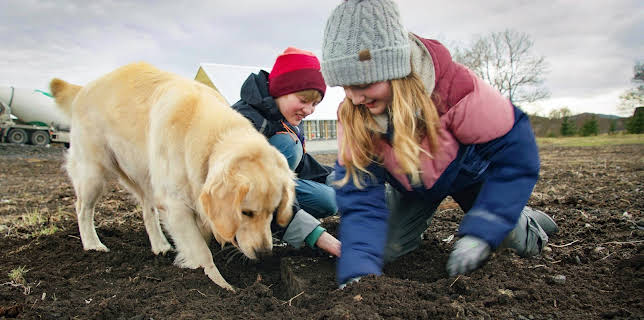 09:25: Draumen om eit småbruk: Jorda er eit problem | NRK 3 | 2/19 2026