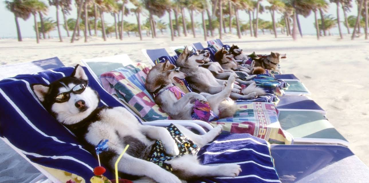 Snow Dogs (2002)