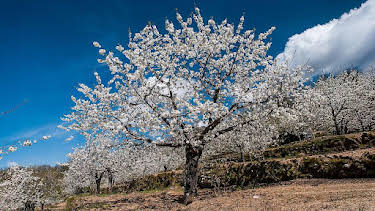 17:15: Grandes Documentales Jerte, Vida Salvaje En El Valle De Los Cerezos | LA 2 | 3/31 2026