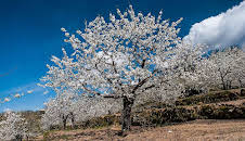 Grandes Documentales Jerte, Vida Salvaje En El Valle De Los Cerezos