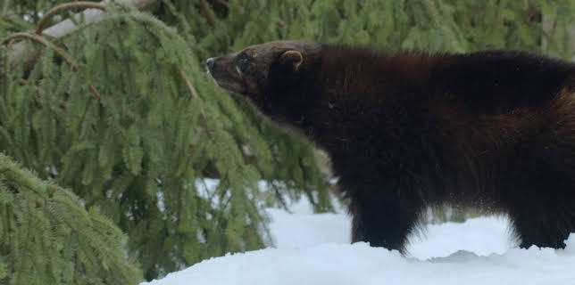 16:10: Was Tiere fühlen | Arte | 11/29 2025