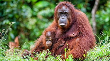 17:05: Documental Planeta Selva | LA 2 | 9/16 2025