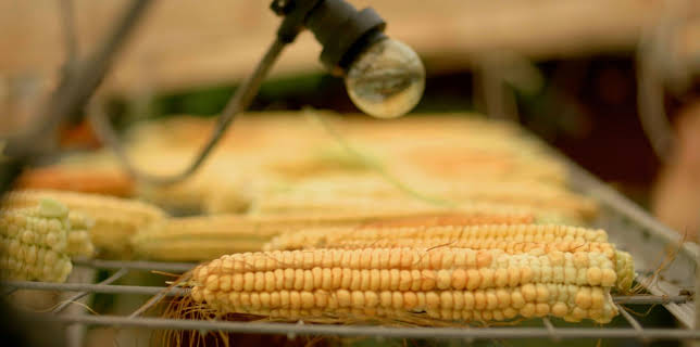 12:55: Hjelp, vi har kjøpt ein bondegard!: Sveriges største graskar? | NRK 2 | 3/14 2026