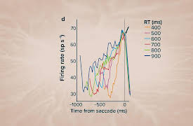 Introduction to Cognitive Science: Decision-Making at the Neural Level