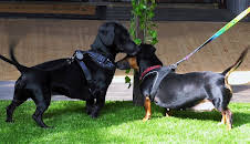 Hundehuset: Omnsrøyret