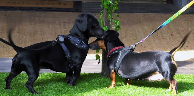 20:50: Hundehuset: Omnsrøyret | NRK 2 | 3/4 2026