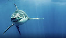 Guadalupe Kill Zone (S1 E1)