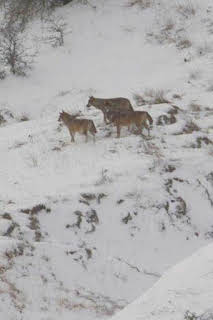 15:20: Italia salvaje. Los grandes depredadores: Osos italianos | La Otra | 3/29 2026