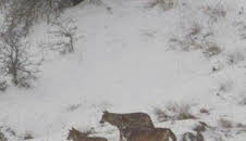 Italia salvaje. Los grandes depredadores: Roma, ataque desde el aire