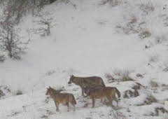 Italia salvaje. Los grandes depredadores: Osos italianos