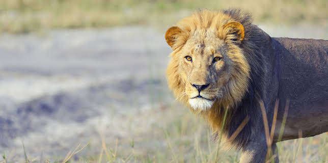 06:50: The Zoo: San Diego (S1 E4) (S1) | Animal Planet | 2/25 2026