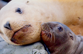 Growing Up Animal: A Baby Sea Lion's Story