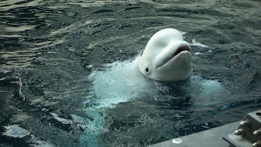 07:40: The Aquarium (S2 E3) (S2) | Animal Planet | 5/20 2026