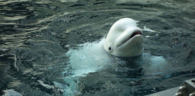 14:00: The Aquarium (S2 E3) (S2) | Animal Planet | 12/13 2025