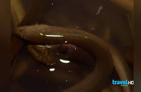 Bizarre Foods with Andrew Zimmern Season 1: Vietnam