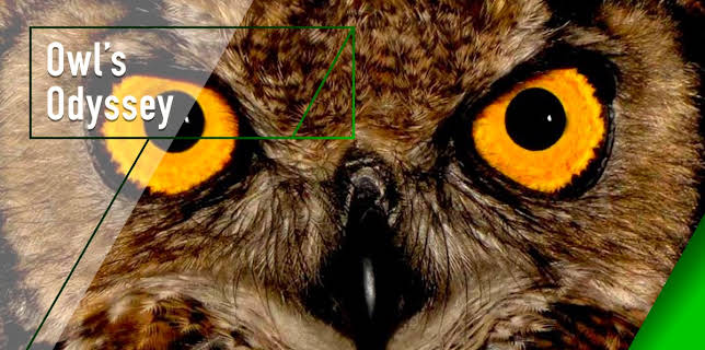 Owl's Odyssey (2012)