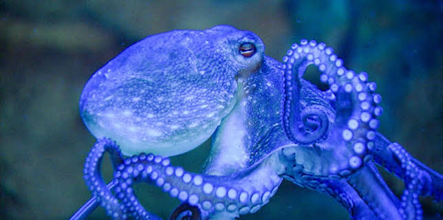 10:40: Elefant, Tiger & Co. (286) | MDR Fernsehen | 12/29 2025