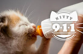 Kitty 911: Episode 1
