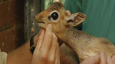 17:05: Panda, Gorilla & Co. (121) | RBB Fernsehen | 4/29 2026