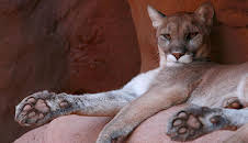 Grandes Documentales Mexico Indomito