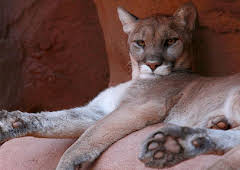 Documental  Mexico Indomito