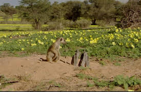Meerkat Manor The Next Generation: The Bodyguard