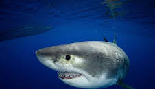 Weißer Hai vs. Tigerhai