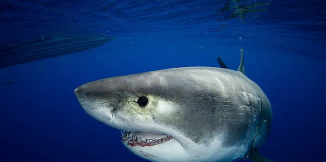 09:05: Weißer Hai vs. Tigerhai | ProSieben Maxx | 12/26 2025