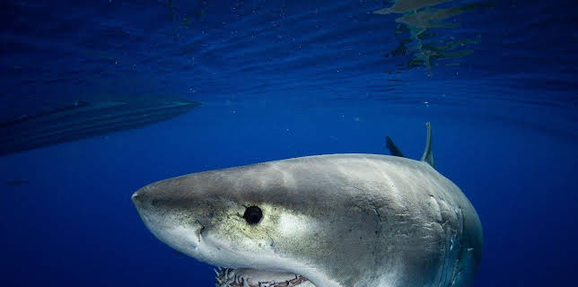 Weißer Hai vs. Tigerhai