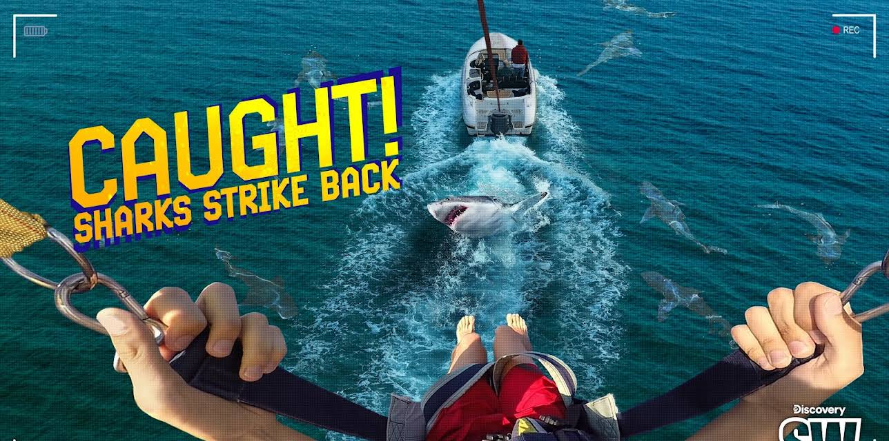 Caught! Sharks Strike Back