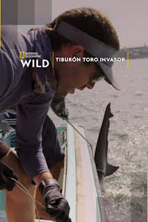 01:15: Tiburón toro invasor | Nat Geo Wild | 7/13 2026