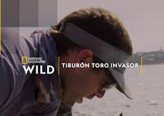 Tiburón toro invasor