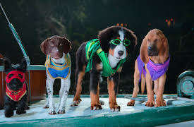 Superhundarna: Lösningen på mysteriet