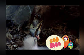 Growing Up: Golden Eagle Sun Shade