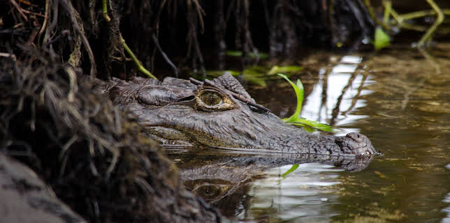 04:30: I Was Prey (S2 E2) (S2) | Animal Planet | 12/11 2025