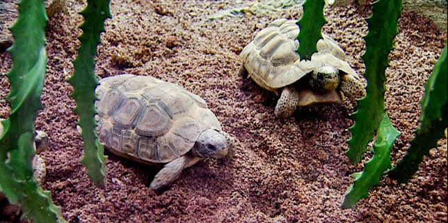 10:35: Elefant, Tiger & Co. | MDR Fernsehen | 1/26 2026