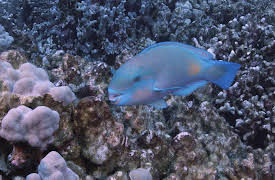 Splash and Bubbles: Get Your Feet Wet, Season 1: The Parrotfish Song