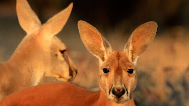 11:05: Abenteuer Wildnis | BR Fernsehen | 9/16 2026