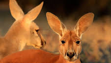 Abenteuer Wildnis