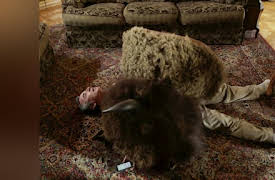 Outrageous 911 Season 1: Trapped Under a Buffalo Head